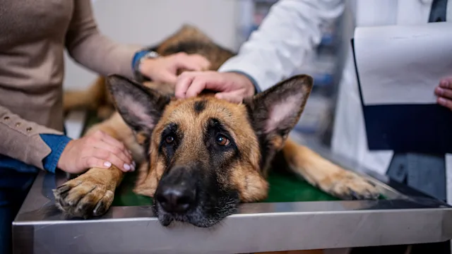 Carprofen for Dogs: A Medication That Treats All Kinds of Pain