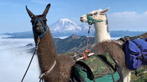 Two llamas at Mt. Ranier.