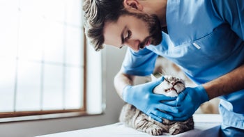 Cat: vet examining teeth of cat 879798754