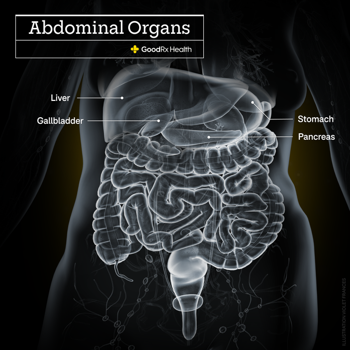 A 3D illustration of the abdominal organs highlighting the liver, gallbladder, stomach, and pancreas.