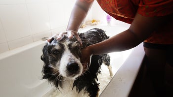 Dog: dog getting a bath 904161022