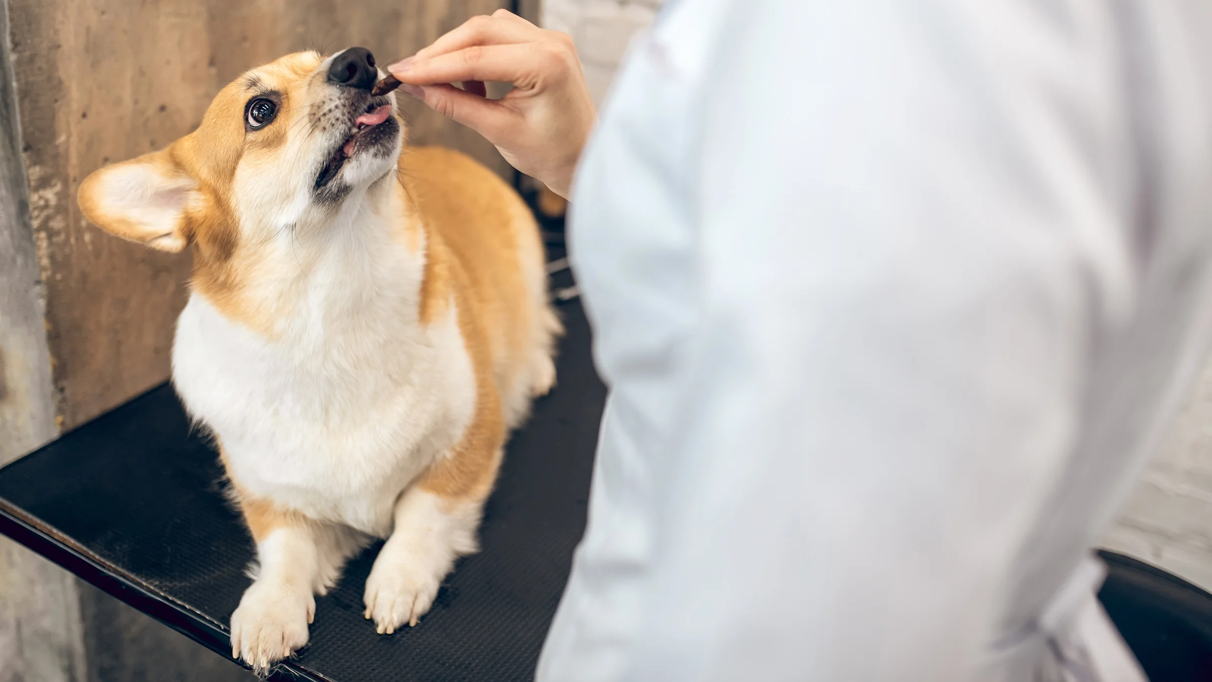 A vet feeds a Welsh corgi dog a treat.