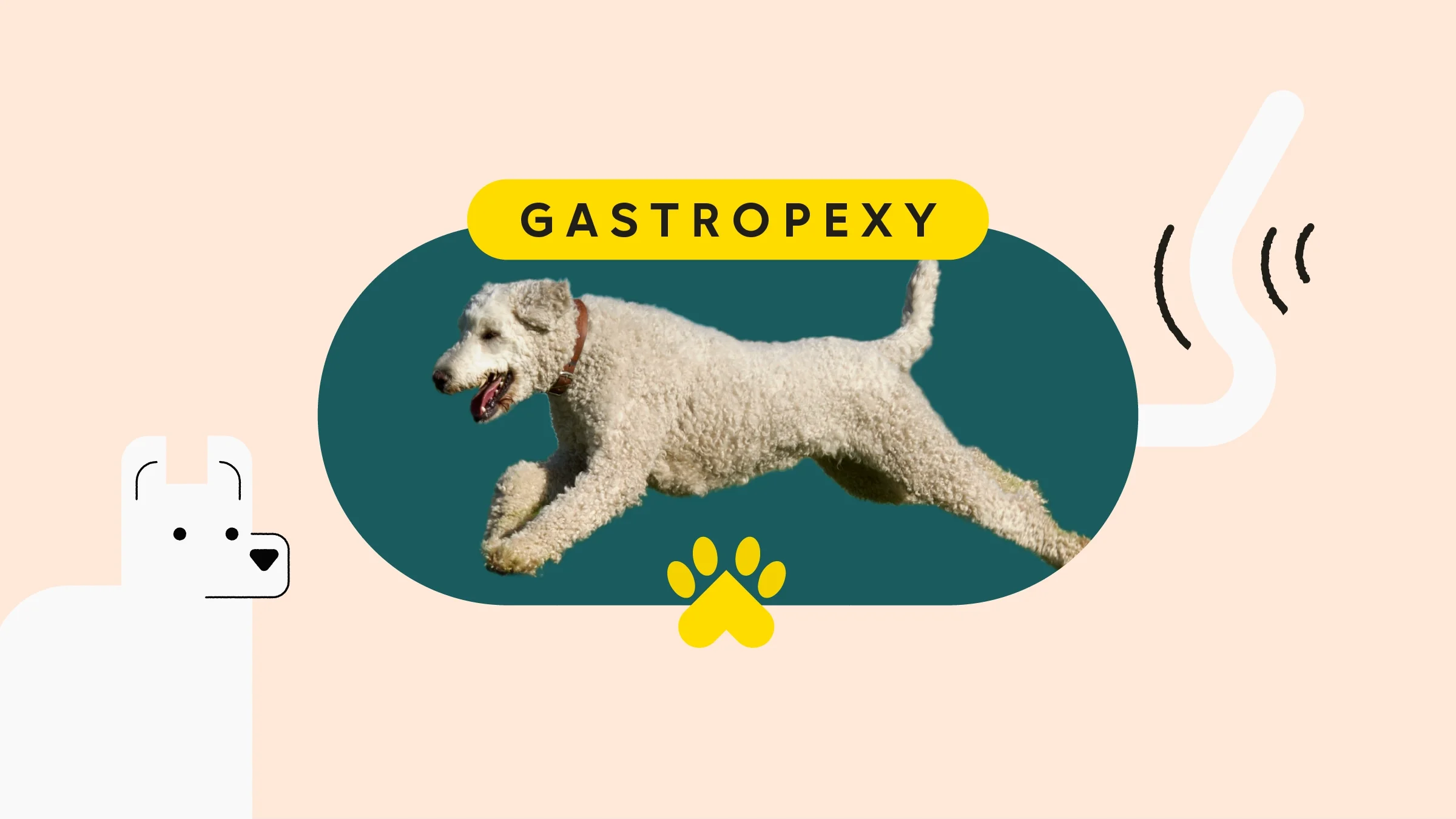 Tan background with white illustration of a dog on the left side. In the center is an oval cropped image of a white poodle on a teal background. The text above the image reads: “gastropexy.” On the right is an illustration of a wagging tail.