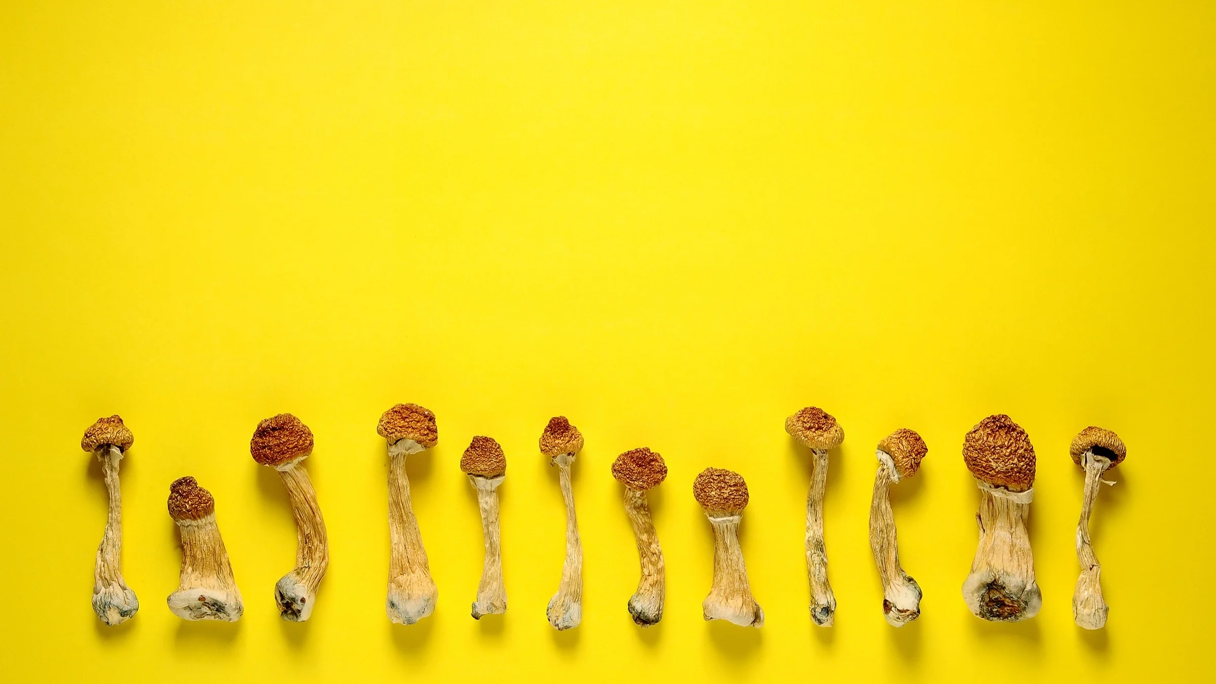Dry psilocybin mushrooms lined up in a row, 12 in total, on a bright yellow background.