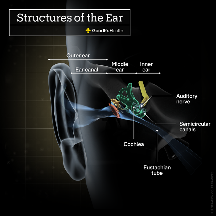 A 3D illustration of the structures of the ear including outer ear, ear canal, middle ear, inner ear, cochlea, eustachian tube, semicircular canals, and auditory nerve.