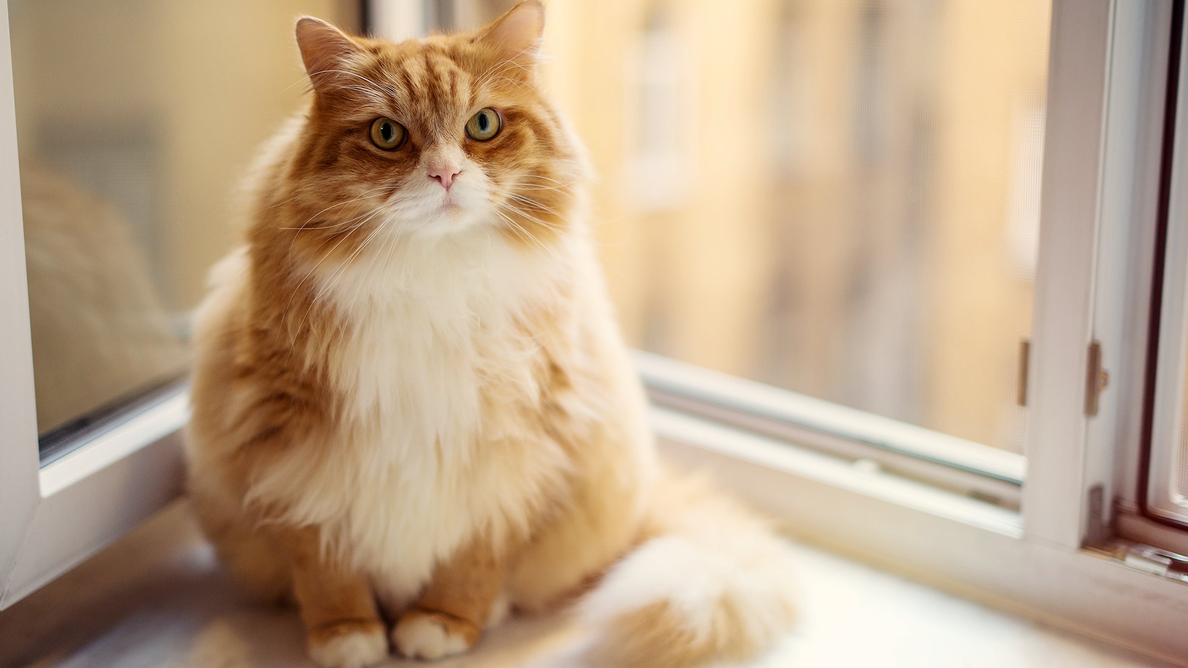 Cat: overweight cat sitting on window sill 598677252