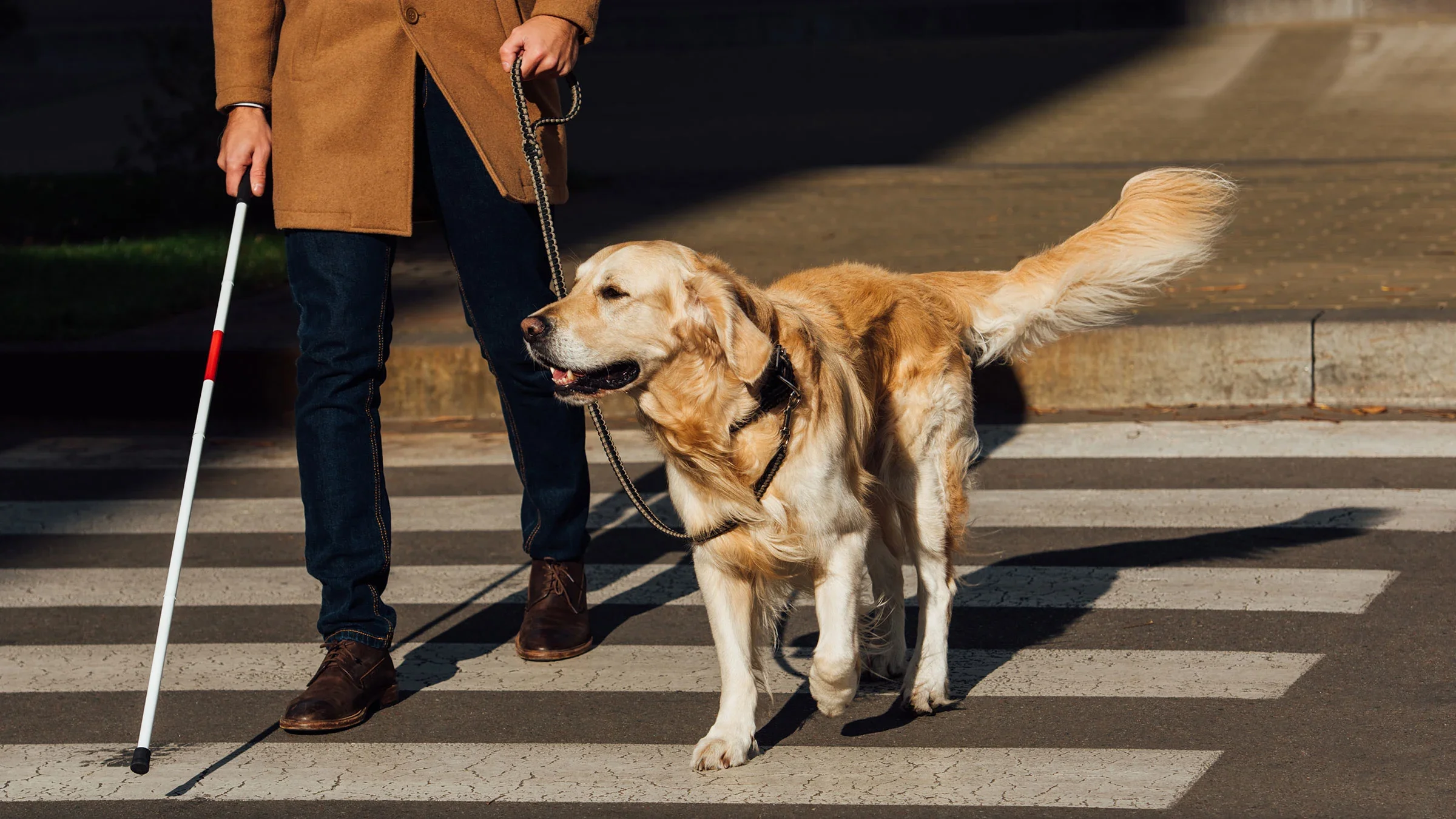 Disability: man with guide dog 1193127167