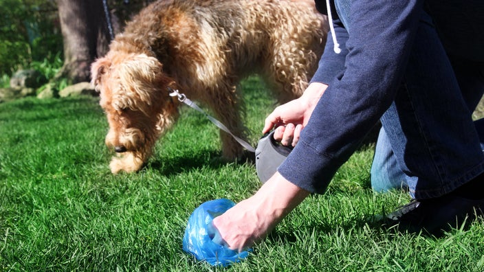 A dog owner picking up poop.