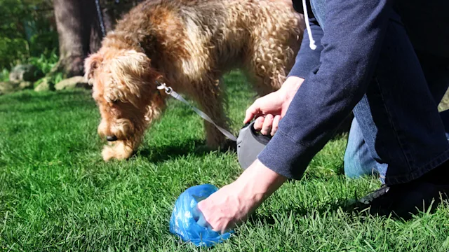 Dog: Diarrhea: dog owner picking up poop 675179360