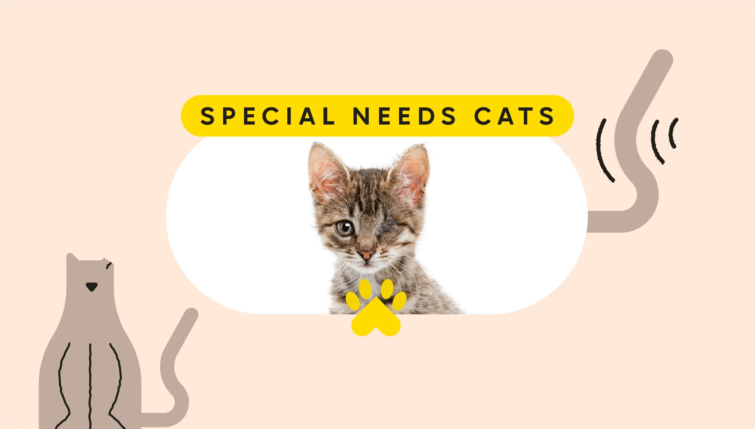 Tan background with oval cropped image of a special needs kitten in the center. The text above reads: “Special needs cats.” In the bottom left is an illustration of a brown cat with a cut ear. On the left is an illustration of a wagging tail.