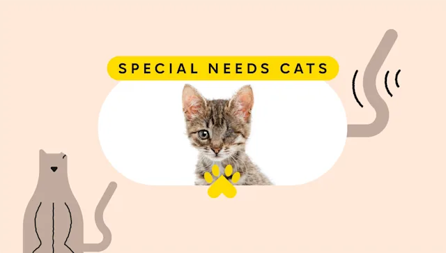 Patient experiences: pet care special needs cats-03