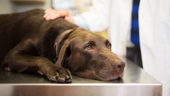 Dog: GettyImages 929873726