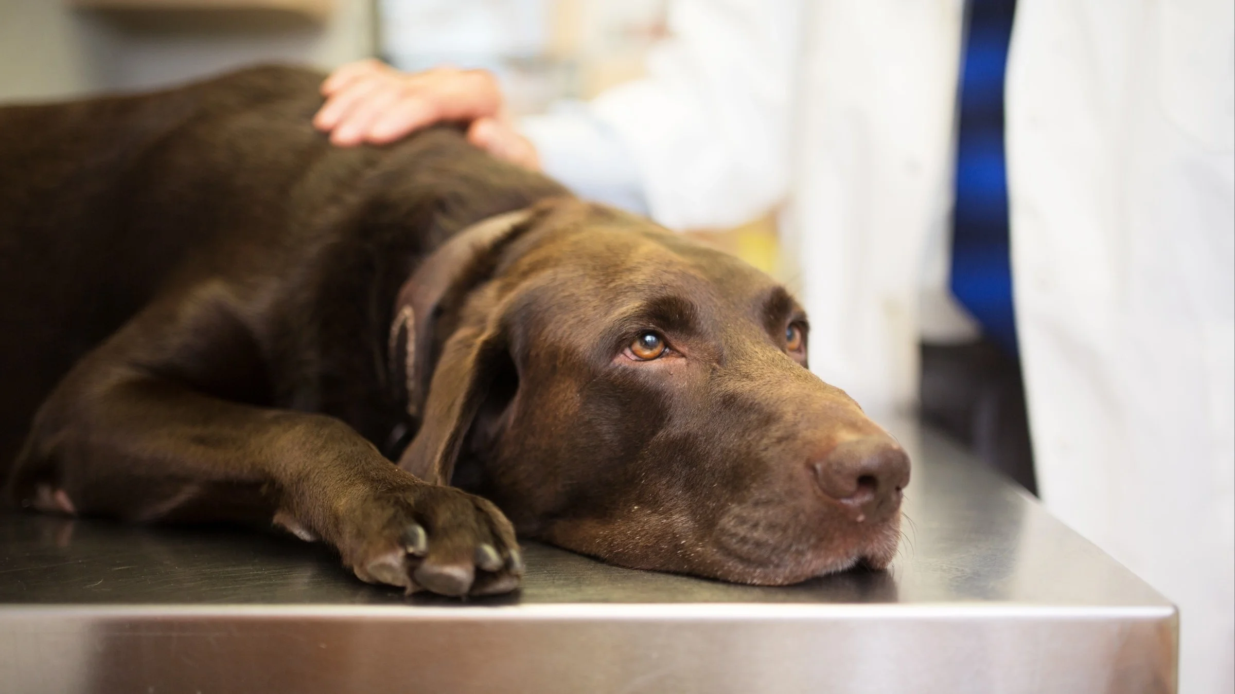 Chocolate lab laying on the exam table at the vet's.