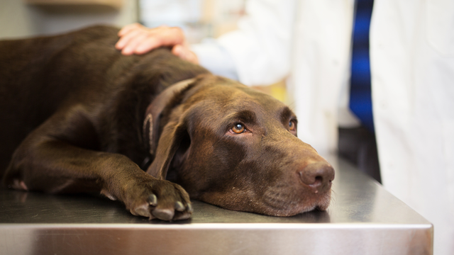 can heartworm medicine make a dog sick