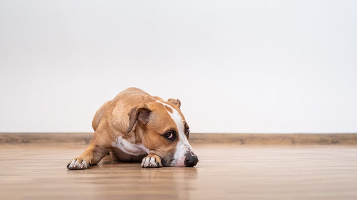 A dog lies on a wooden floor.