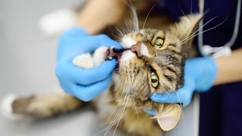 Pets: vet examining cat teeth 2092084613