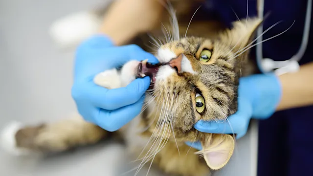 Pets: vet examining cat teeth 2092084613