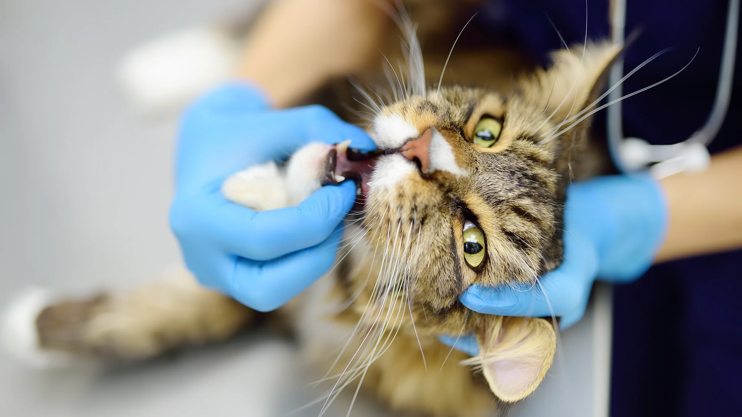 A vet is examining a cat’s teeth.