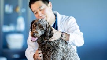 dog: dog at vet check up 2182188412