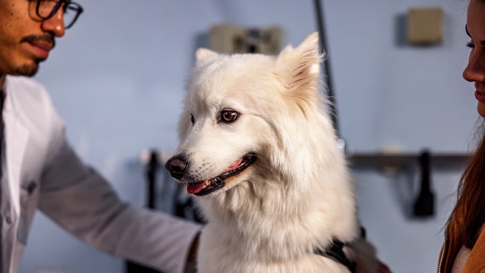 A dog is being examined during a checkup at the vet.