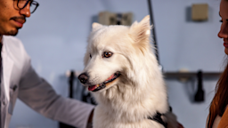 A dog is being examined during a checkup at the vet.
AzmanJaka/E+ via Getty Images