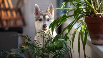 Dog: puppy sitting with houseplants 1386207542