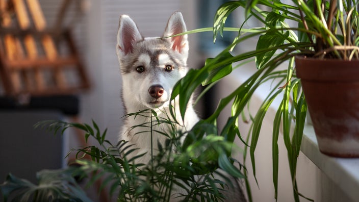 A husky puppy is sitting next to a houseplant.