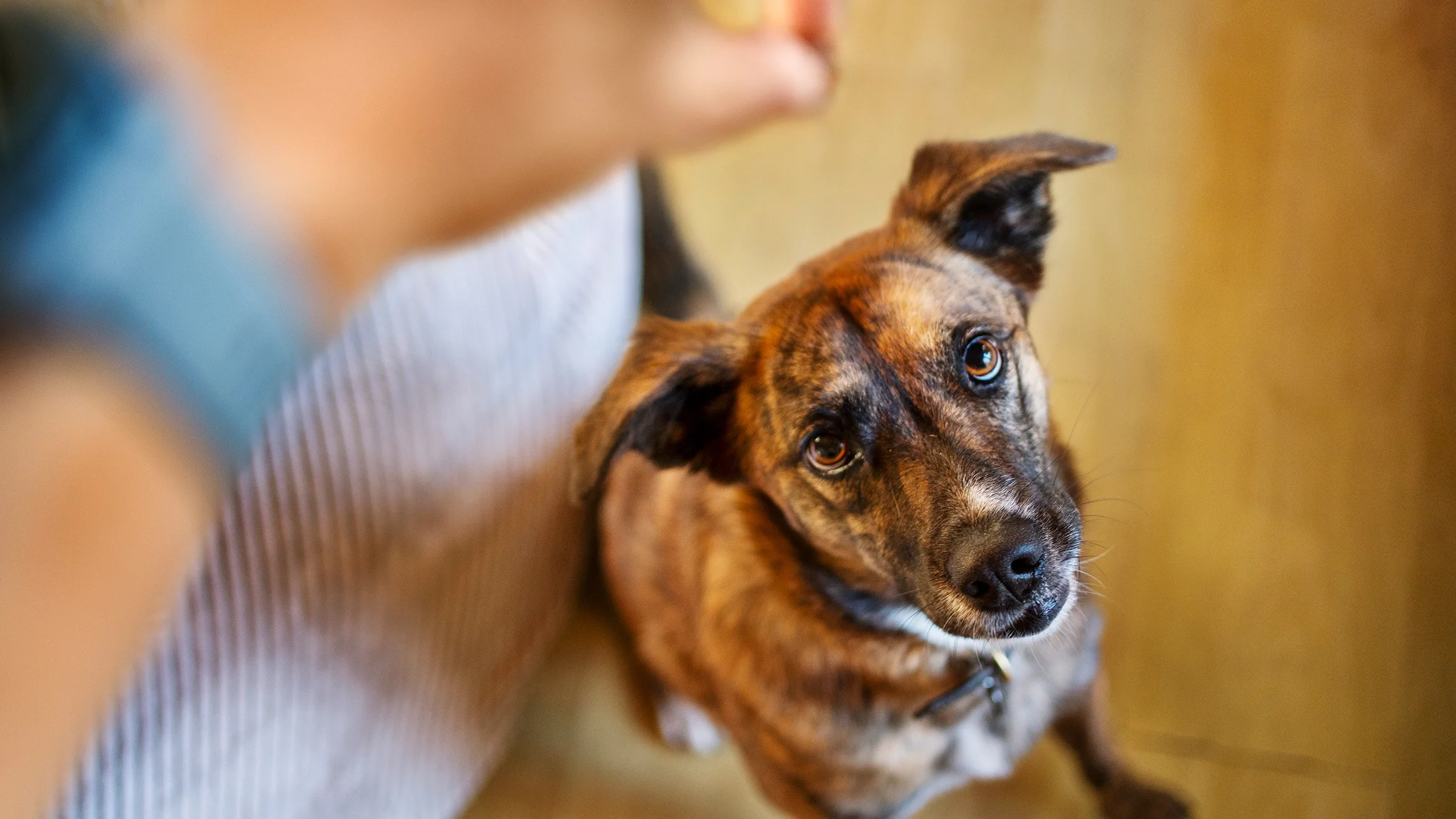 A pet owner feeds their dog a treat.