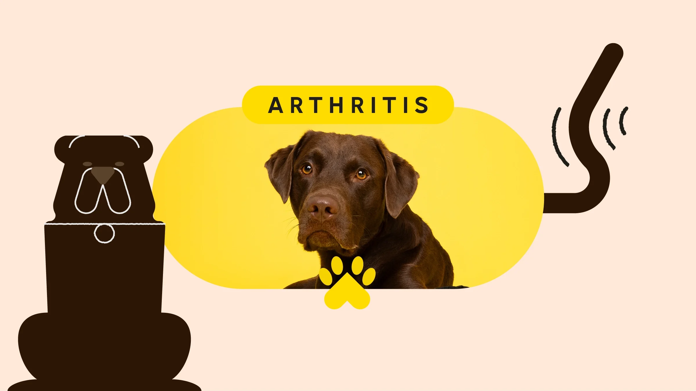 Tan background with oval-framed image of a chocolate lab on a yellow background. On top the text reads: “Arthritis.” On the bottom left is an illustration of a large black dog. On the right is an illustration of a black dog tail wagging. 