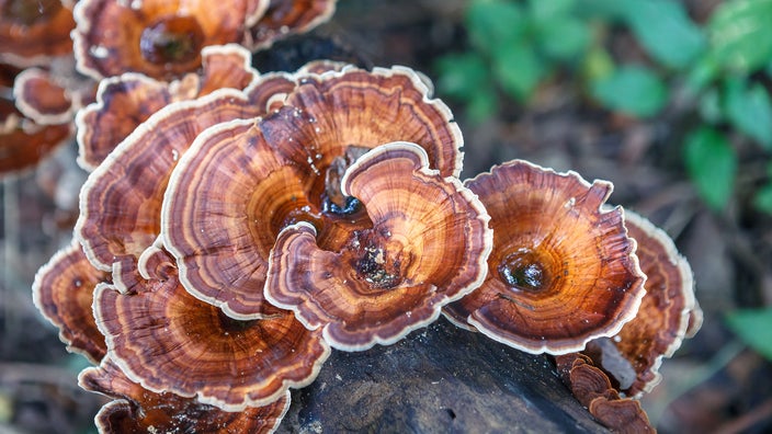 Turkey tail mushroom caps are shown.