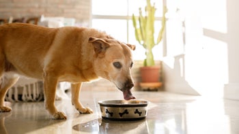 dog: dog drinking from water bowl 1327738922