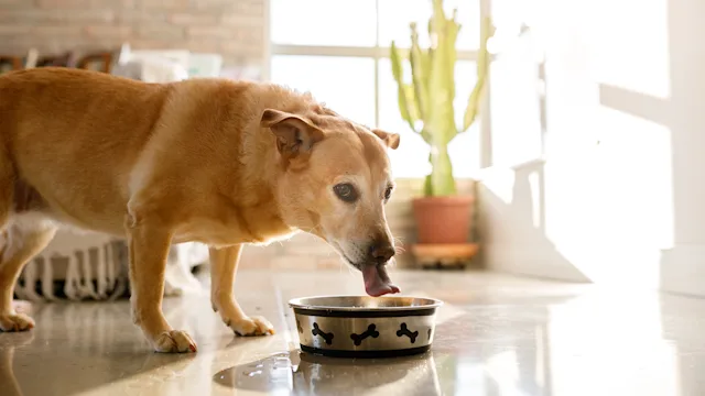 dog: dog drinking from water bowl 1327738922