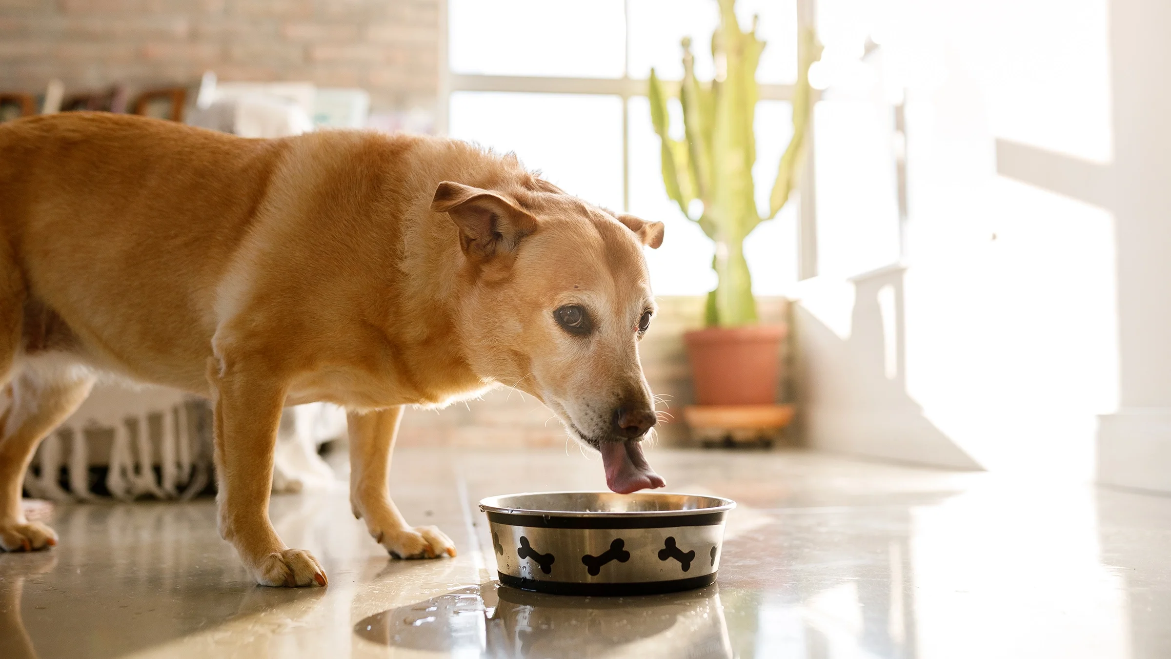 A dog drinks water from a bowl.