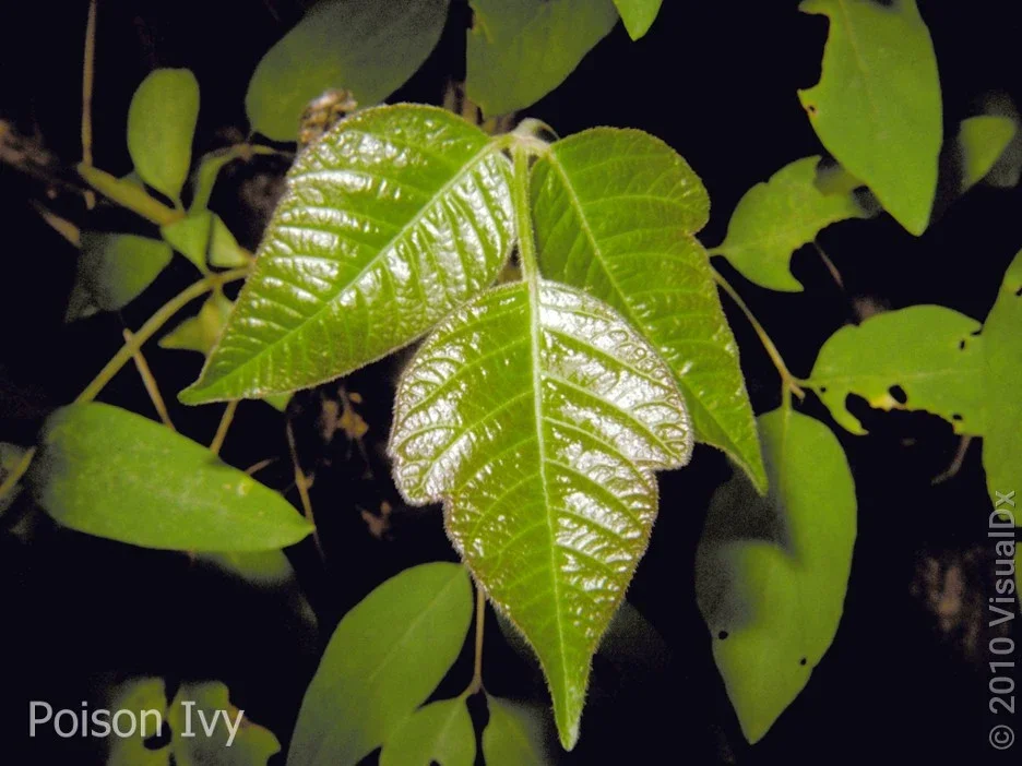 A poison ivy plant with three leaves with pointed tips. 