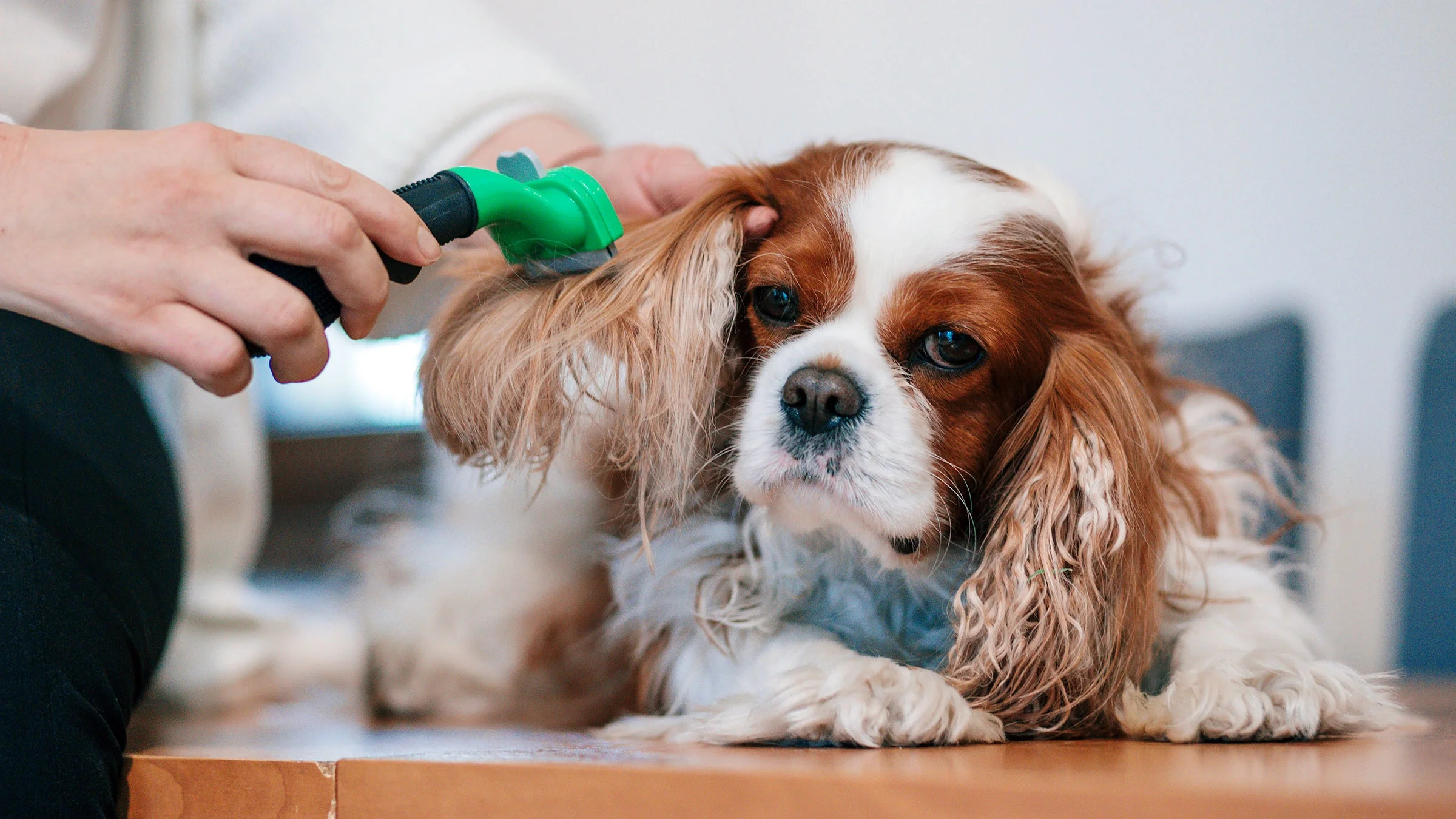 A dog  owner carefully brushes their Cavalier King Charles spaniel's ear.