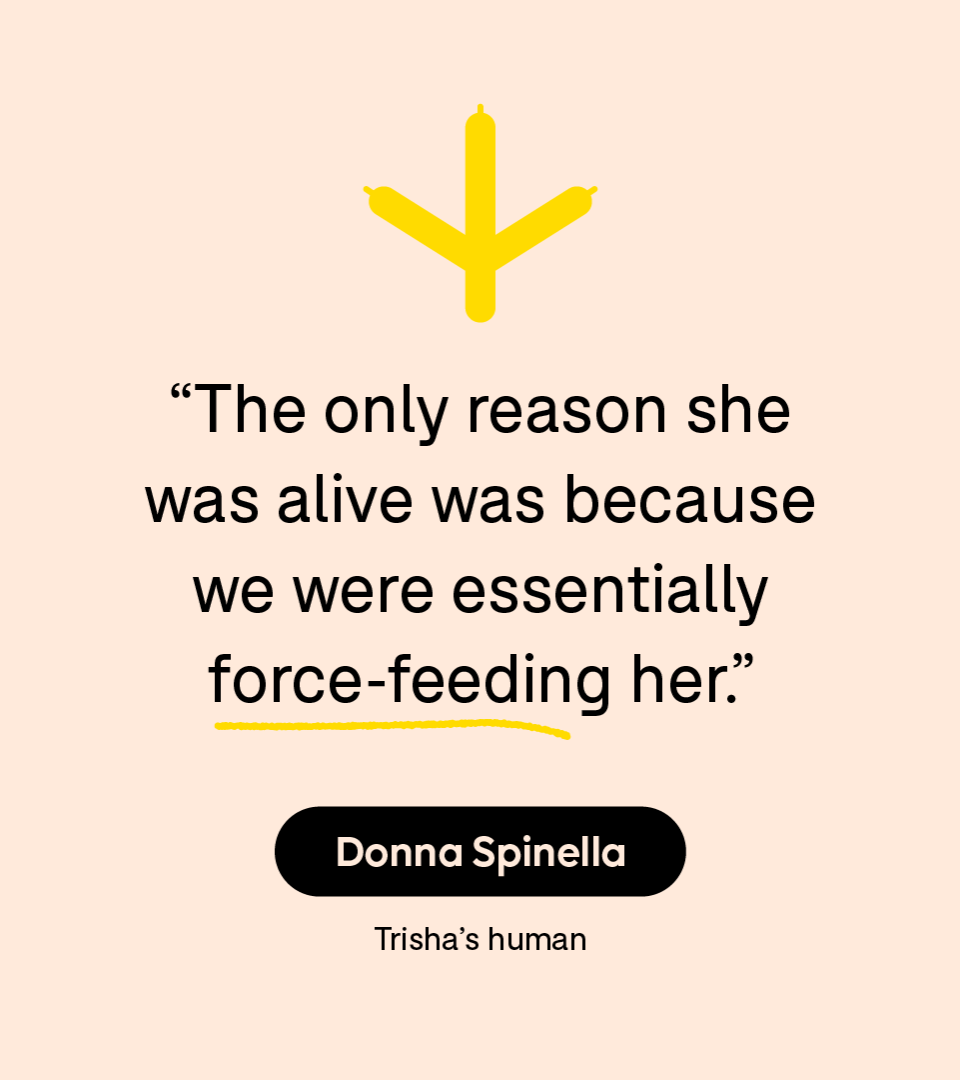 “The only reason she was alive was because we were essentially force-feeding her.” — Donna Spinella about her pet chicken Trisha