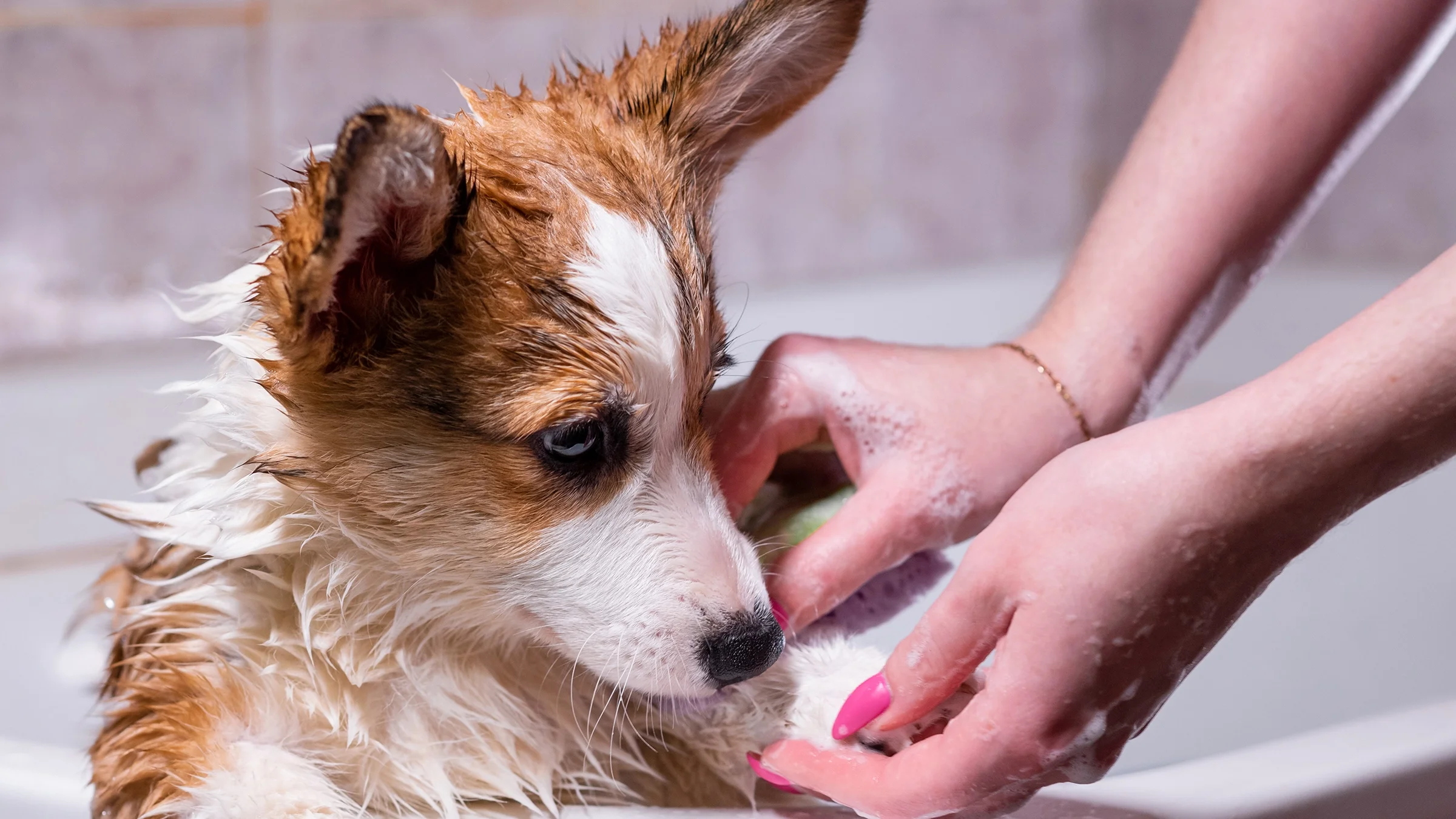 Corgi dog getting a bath.