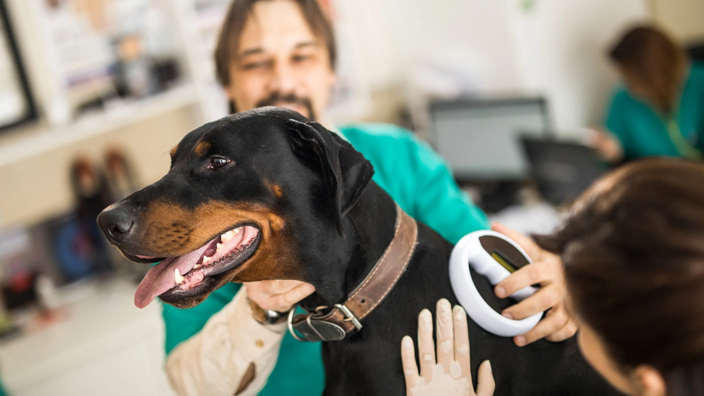 A dog’s microchip is being scanned at the veterinarian's office.