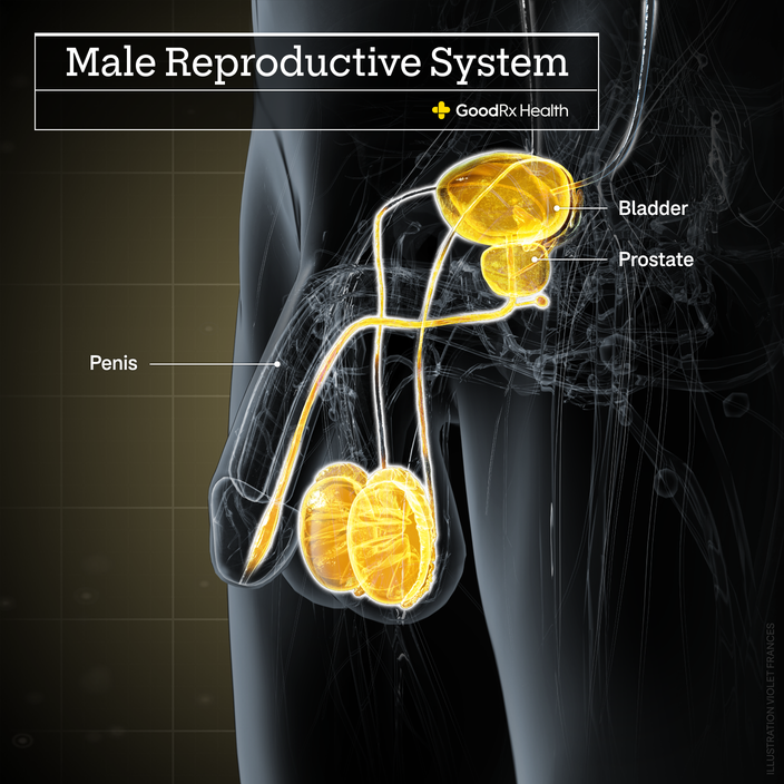 A 3D illustration of the male reproductive system highlighting the bladder, prostate, and penis.