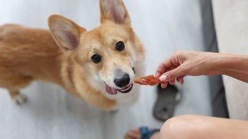 dog: feeding corgi dog jerky 1337751310