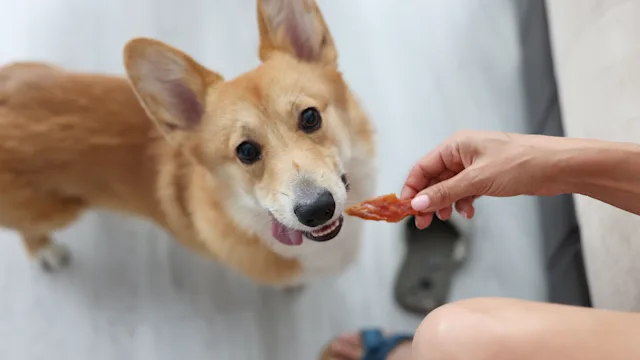 dog: feeding corgi dog jerky 1337751310
