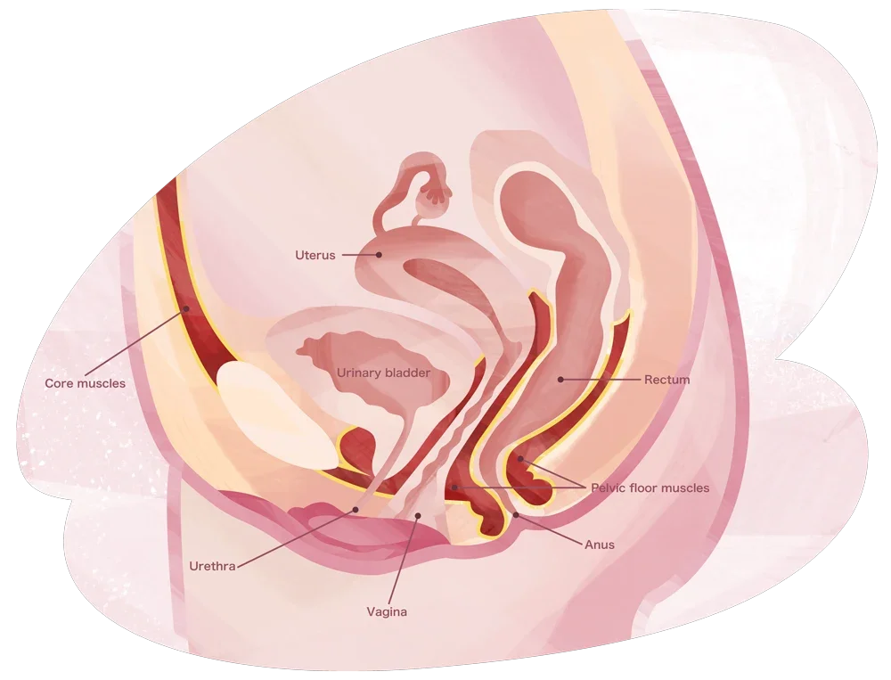 Women's health: Menopause: Guide: Pelvic floor: Anatomy Mobile