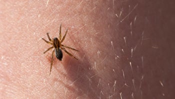 dermatology: spider on skin 178604837