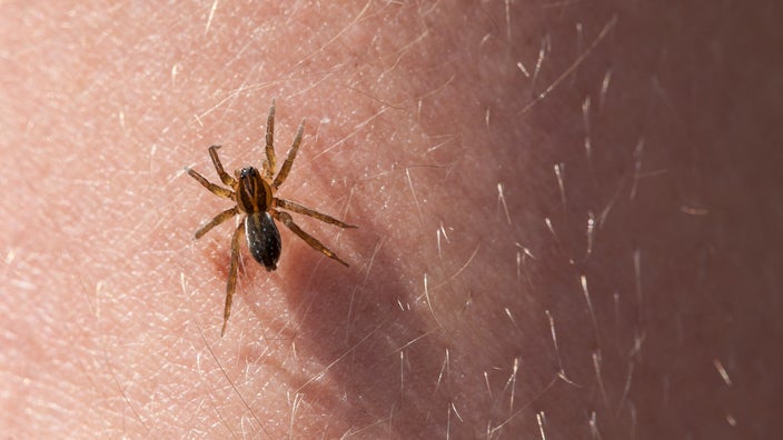 Close-up of a spider on skin.