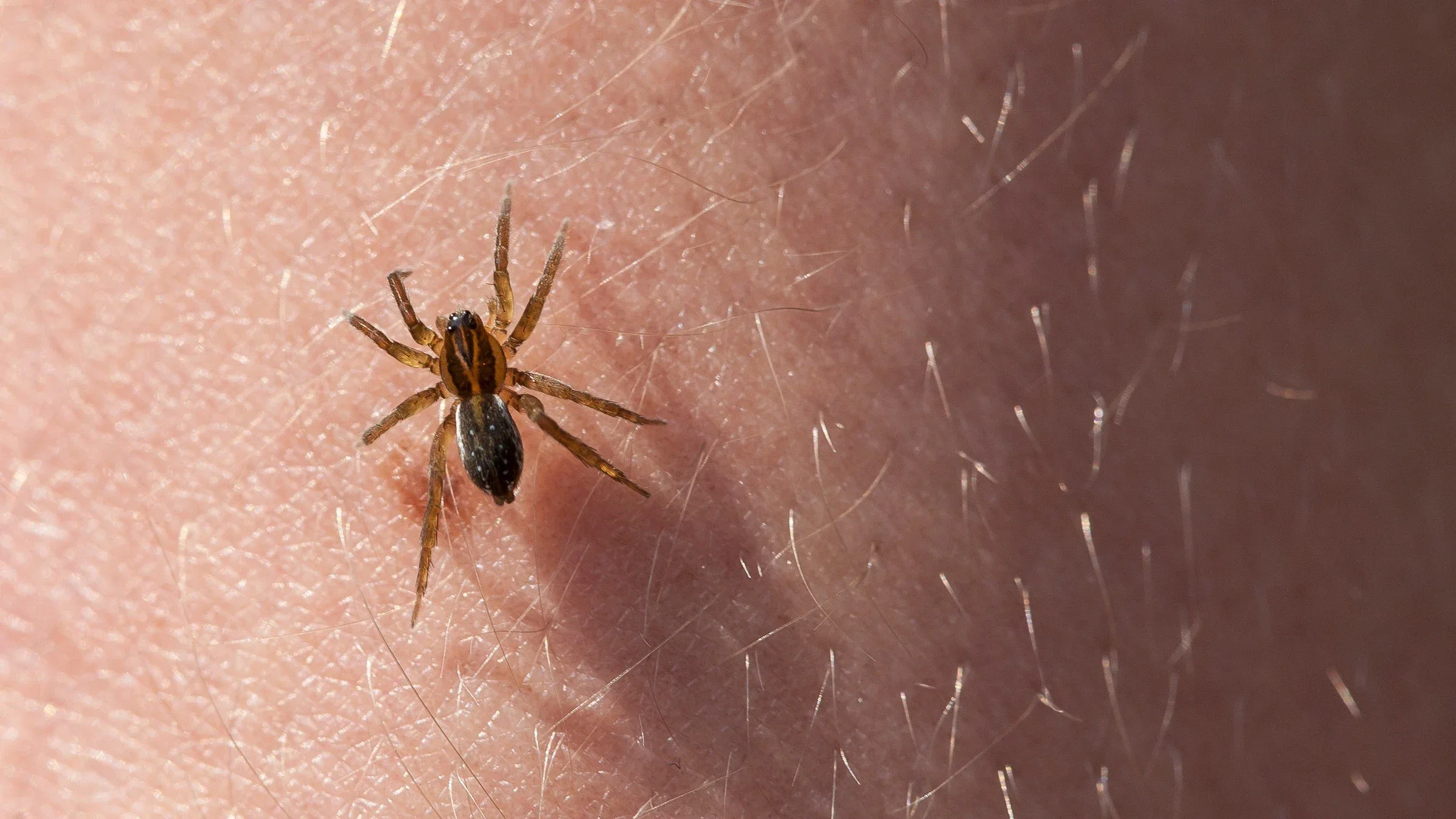 Close-up of a spider on skin.
gashgeron/iStock via Getty Images Plus
