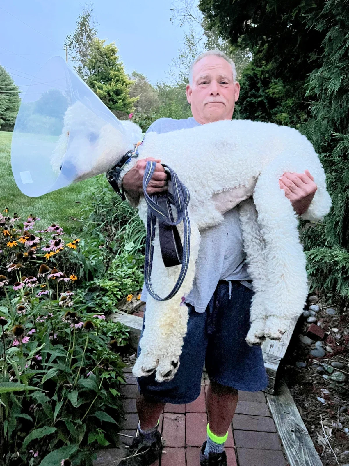 Bob Haupt is pictured carrying a standard poodle, Story, after the dog’s surgery.