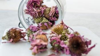 Health: Supplements Herbs: dried echinacea in mason jar-1162414242