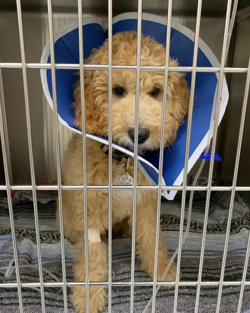 Jess Wakefield’s dog, Ruby, is pictured in a crate, wearing a cone on her head.