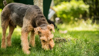 Health: Dog: GettyImages 817926940