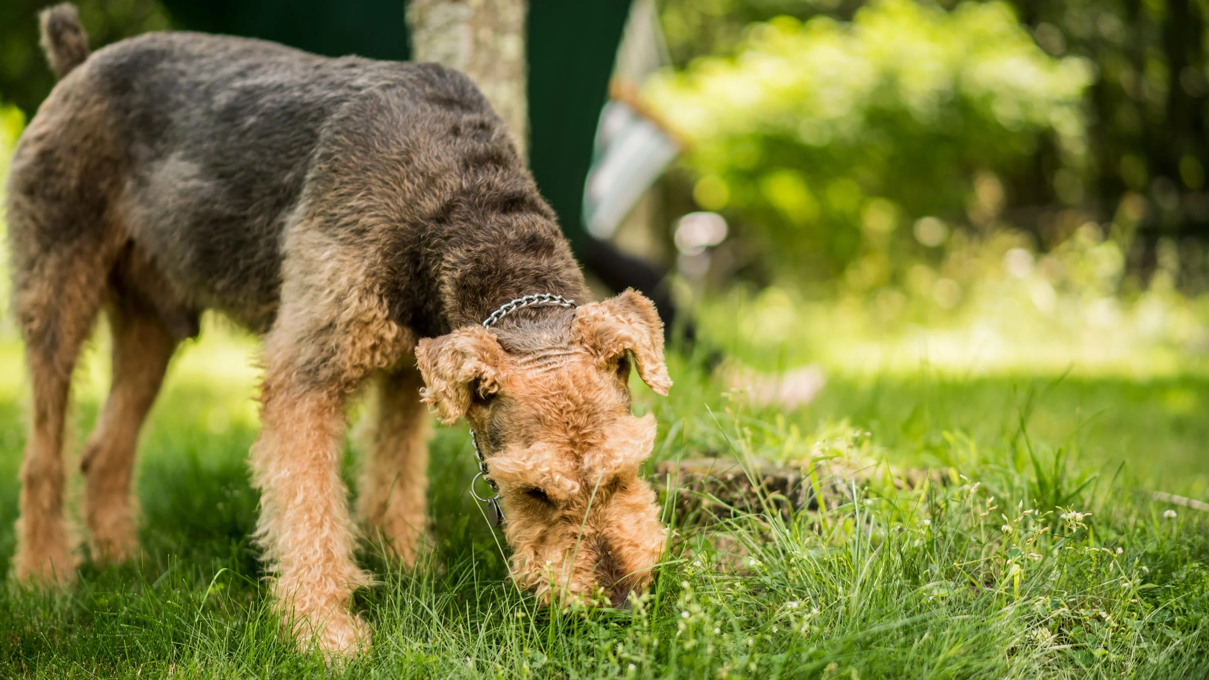Portrait of an Airedale Terrier dog eating the grass in the backyard with a metal collar.